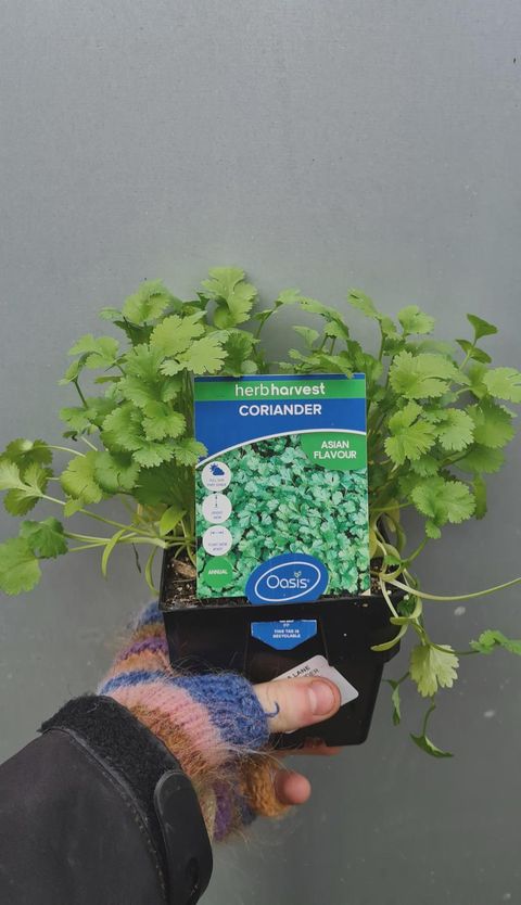 Coriander 100mm
