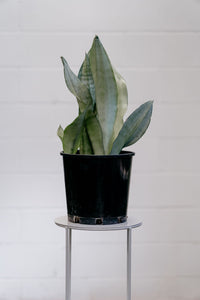 Sansevieria Moonshine 200mm