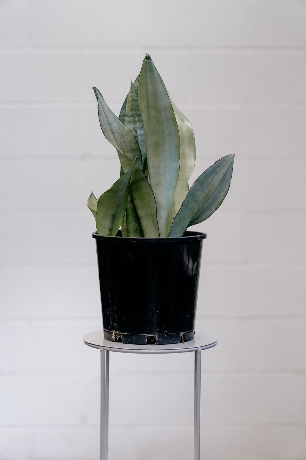 Sansevieria Moonshine 200mm