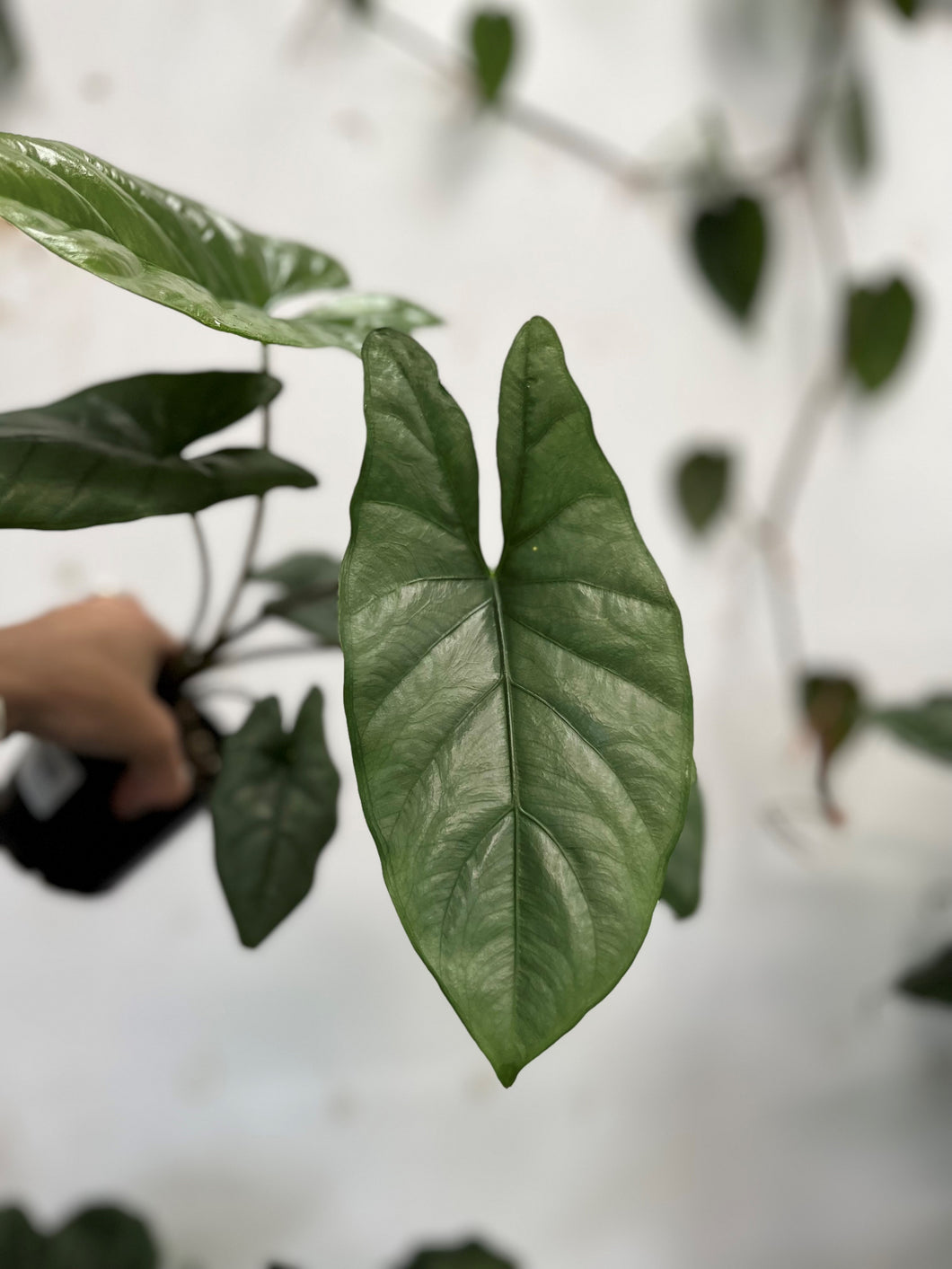 Alocasia Corazon 100mm