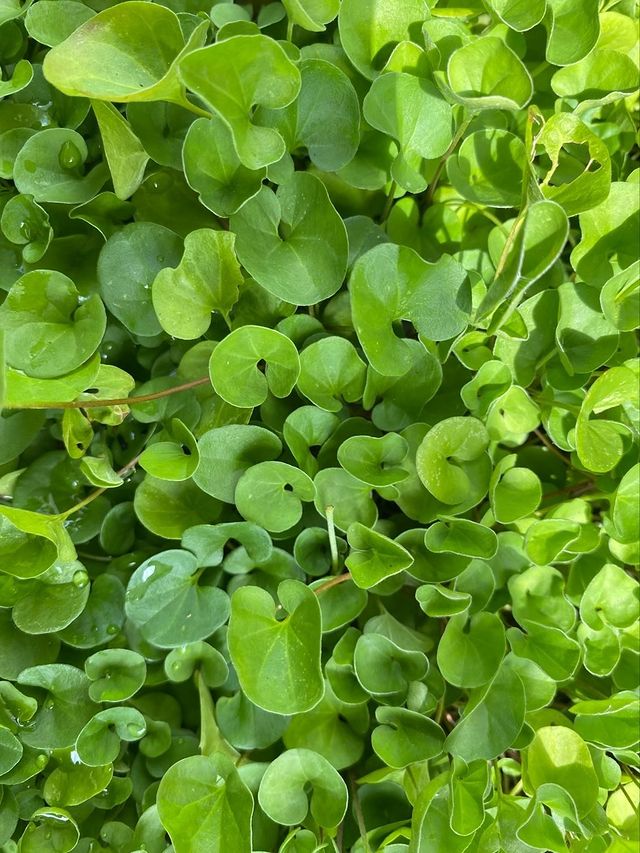 Dichondra Repens 'kidney Weed'