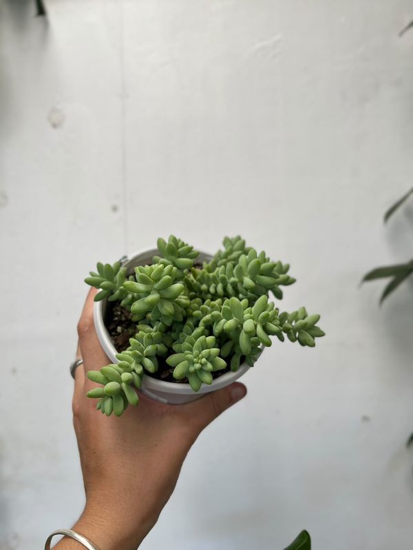 Sedum 'donkey's Tail' Hb 120mm