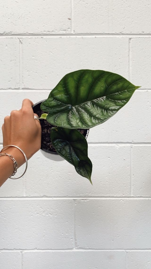 Alocasia 'dragon Scale' 140mm