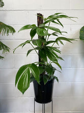 Load image into Gallery viewer, Epipremnum Pinnatum Totem
