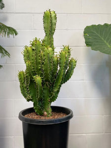 Euphorbia Ingens 'candelabra Tree'