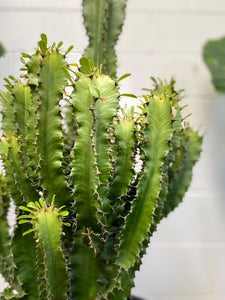 Euphorbia Ingens 'candelabra Tree'