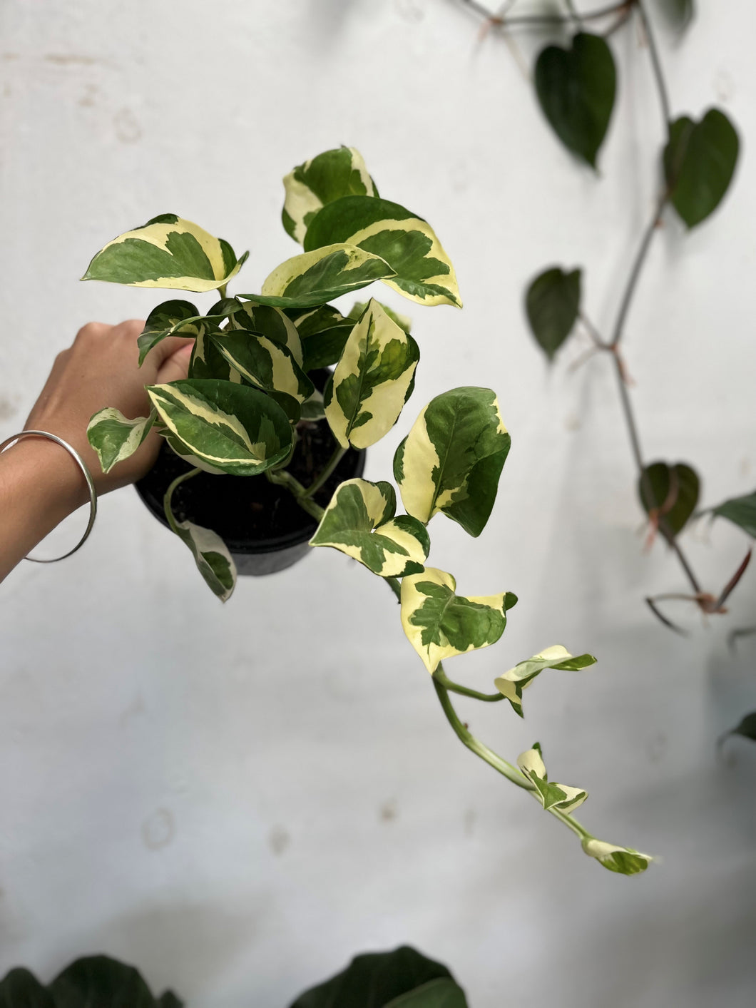 Epipremnum Snow Queen