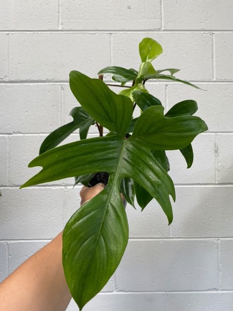 Philodendron Florida
