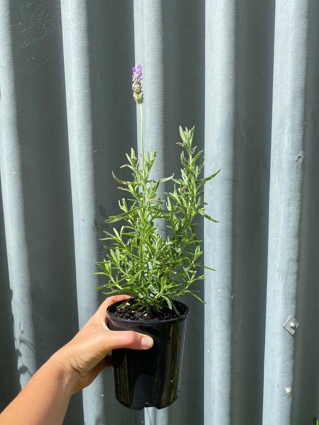 Lavender 'grosso' 140mm