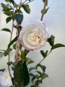 Camellia Sansanqua 'pure Silk'