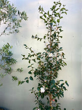 Load image into Gallery viewer, Camellia Sansanqua &#39;pure Silk&#39;
