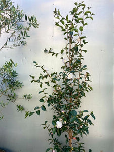 Camellia Sansanqua 'pure Silk'