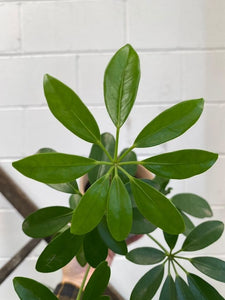 Schefflera Arboricola 90mm