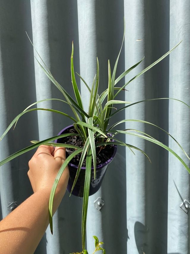 Ophiopogon Silver Dragon 140mm