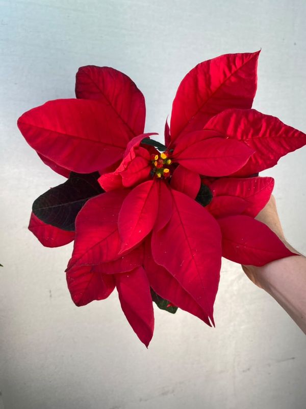 Poinsettia Red