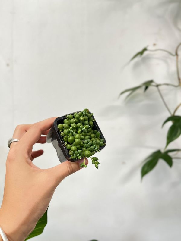 Senecio 'string Of Pearls'