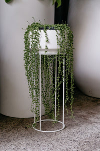 Senecio 'string Of Pearls'