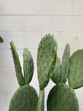 Load image into Gallery viewer, Opuntia Burbank
