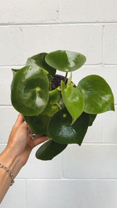 Peperomia Polyborta 'raindrop'