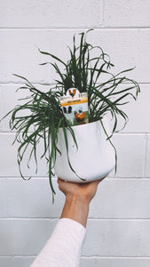 Pet Grass