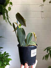 Load image into Gallery viewer, Philodendron Gigas Giant
