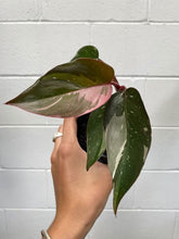 Load image into Gallery viewer, Philodendron &#39;pink Princess&#39;
