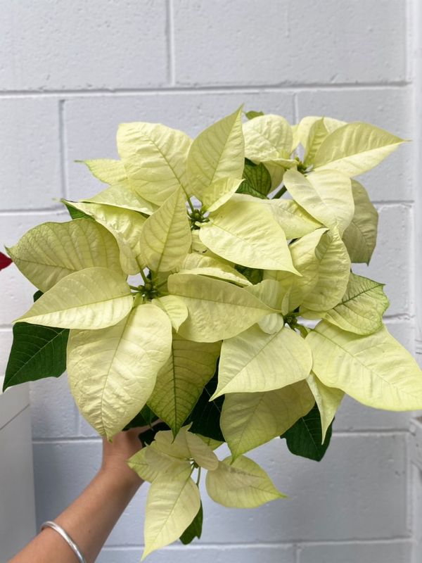 Poinsettia White 150mm