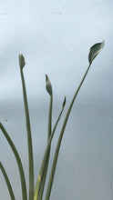 Load image into Gallery viewer, Strelitzia Juncea
