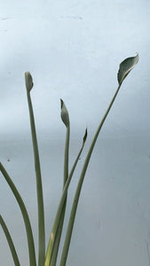 Strelitzia Juncea