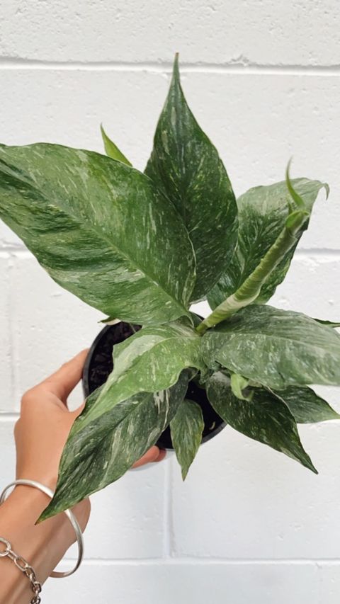 Spathiphyllum 'domino'