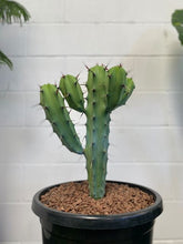 Load image into Gallery viewer, Myrtillocactus Geometrizans 300mm
