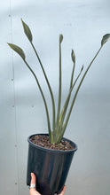 Load image into Gallery viewer, Strelitzia Juncea
