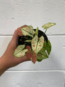 Caladium 'strawberry Star' 100mm