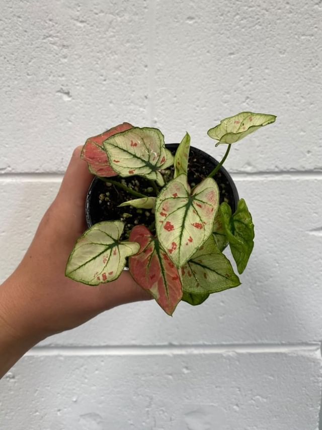 Caladium 'strawberry Star' 100mm
