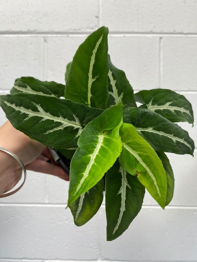 Syngonium Rayii Green Velvet 140mm