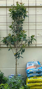 Tristania Laurina 'luscious' 45l