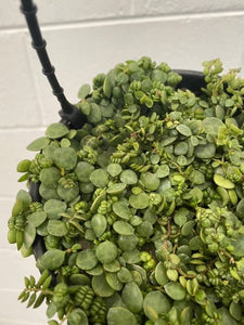 Peperomia Rotundifolia 'string Of Turtles'