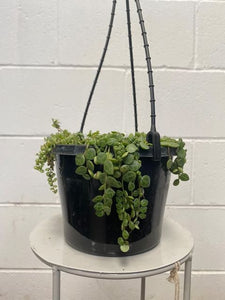 Peperomia Rotundifolia 'string Of Turtles'