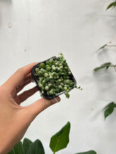 Load image into Gallery viewer, String Of Pearls Variegated
