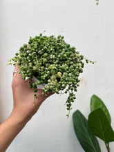 Load image into Gallery viewer, String Of Pearls Variegated
