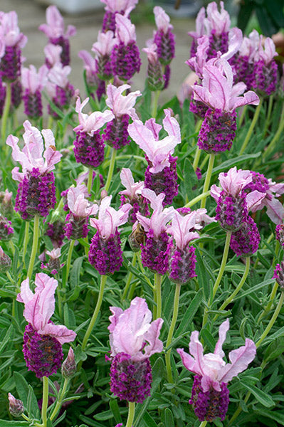 Lavender 'with Love' 140mm