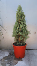 Load image into Gallery viewer, Xmas Tree
