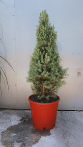 Xmas Tree